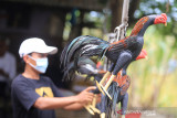 Perajin menyelesaikan pembuatan boneka replika ayam pesanan dari luar negeri di Desa Larangan, Kecamatan Lohbener, Indramayu, Jawa Barat, Rabu (15/9/2021). Pemprov Jawa Barat melalui program One Village One Produk (OVOC) terus konsisten mempercepat transformasi bisnis pelaku UMKM Go Digital sehingga mampu menjangkau pasar Internasional. ANTARA FOTO/Dedhez Anggara/agr