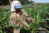  Petani memperlihatkan tanaman jagung yang terserang ulat di area persawahan Desa Gogorante, Kediri, Jawa Timur, Jumat (17/9/2021). Ulat grayak menyerang tanaman jagung secara merata di sedikitnya tiga kecamatan yakni Kecamatan Papar, Purwoasri, dan Ngasem sehingga produktivitas jagung terancam menurun. Antara Jatim/Prasetia Fauzani/zk