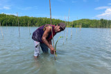 BRGM: Penanaman mangrove pulihkan ekonomi warga Papua di masa pandemi COVID-19