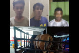 Curi sapi di kolong jembatan Kecamatan Utan Sumbawa, polisi ringkus dua pelaku