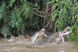 Beberapa buaya dengan susunan gigi yang tidak utuh berada di kolam Penangkaran Buaya Kebon Sembilan, Kebon IX, Muarojambi, Jambi, Sabtu (18/9/2021). Penangkaran buaya milik swasta yang berdampingan dengan pemukiman atau tempat ditemukannya beberapa ekor buaya di sekitar rumah warga beberapa hari lalu itu terbengkaia dan hanya dipagari dinding kayu dan seng di beberapa titik. ANTARA FOTO/Wahdi Septiawan/hp.