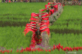 Penari beraksi di Sawah Banjar di Licin, Banyuwangi, Jawa Timur, Senin (20/9/2021).Wisata persawahan tersebut diharapkan dapat menarik wisatawan baik lokal ataupun mancanegara untuk mengenal lebih dekat mengenai pertanian khususnya tanaman padi. Antara Jatim/Budi Candra Setya/zk
