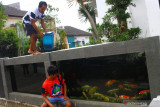 Pekerja memberi makan ikan koi di pagar rumah yang berbentuk kolam di Rumah Koi Jeje Nusantara, Malang, Jawa Timur, Senin (20/9/2021). Pengusaha ikan setempat membangun pagar rumah berbentuk kolam untuk menarik minat masyarakat agar memelihara dan membudidayakan ikan koi karena dinilai mudah dalam perawatan serta memiliki nilai ekonomis yang tinggi.  Antara Jatim/Ari Bowo Sucipto/zk