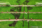 Foto udara panorama sawah bermotif penari Gandrung dari padi black madras di Sawah Banjar di Licin, Banyuwangi, Jawa Timur, Senin (20/9/2021). Wisata persawahan tersebut diharapkan dapat menarik wisatawan baik lokal ataupun mancanegara untuk mengenal lebih dekat mengenai pertanian khususnya tanaman padi. Antara Jatim/Budi Candra Setya/zk
