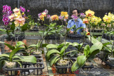 Pembudidaya merawat tanaman hias bunga anggrek di Galeri Angrek Ciamis, Kabpaten Ciamis, Jawa Barat, Selasa (21/9/2021). Sejumlah petani milenial membudi dayakan bunga anggrek impor dari Taiwan dengan anggrek lokal menggunakan sistem kultur jaringan untuk menghasilkan varietas baru yang menghasilkan variasi warna bunga, dan di masa Pandemi COVID-19 penjualan anggrek bisa mencapai 1000 bunga angrek per bulan dengan harga Rp70 ribu hingga Rp150 ribu. ANTARA FOTO/Adeng Bustomi/agr
