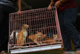 Warga membawa kucing piaraan (Felis catus) miliknya seusai divaksin saat bakti sosial vaksinasi rabies untuk kucing dan anjing di Dinas Ketahanan Pangan dan Pertanian Kota Madiun, Jawa Timur, Rabu (22/9/2021). Vaksinasi rabies yang dilakukan pada 250 ekor kucing dan 50 ekor anjing piaraan milik warga tersebut dimaksudkan untuk melindungi hewan piaraan dari rabies sekaligus memperingati Hari Rabies Sedunia. Antara Jatim/Siswowidodo/zk