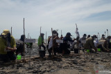 Pemerintah Bangka Tengah berencana menanam 99.000 bibit mangrove