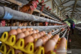 Harga Telur Ayam Turun