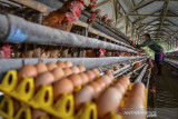 Pekerja mengambil telur ayam di Desa Sindangrasa, Kabupaten Ciamis, Jawa Barat, Kamis (23/9/2021). Akibat harga jual telur yang terus mengalami penurunan menjadi Rp 15.500 per kilogram dan diperparah dengan harga pakan mencapai Rp 6.000 per kilogram, peternak terpaksa menjual ayam kalingnya untuk menutupi biaya produksi. ANTARA FOTO/Adeng Bustomi/agr