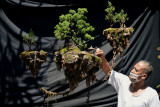 Kreator bonsai Kadek Sudimayasa melakukan perawatan bonsai berkonsep melayang buatannya di kawasan Mengwi, Badung, Bali, Rabu (22/9/2021). Bonsai melayang yang viral dan dijuluki 