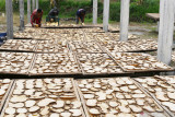 Pekerja menjemur chips (irisan tipis) porang di Kresek, Kabupaten Madiun, Jawa Timur, Kamis (23/9/2021). Sebagian tengkulak memproses umbi porang untuk diproduksi menjadi chips porang kering sebelum dijual ke pabrik untuk mendapatkan keuntungan dari selisih harga umbi basah Rp5.500 per kilogram, bila dijual dalam bentuk chips kering Rp38 ribu per kilogram dengan penyusutan 85 persen dari 100 kilogram umbi basah menjadi 15 kilogram chips kering. Antara Jatim/Siswowidodo/zk