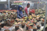 KWT Lampung manfaatkan pekarangan untuk kembangkan kawasan aglonema