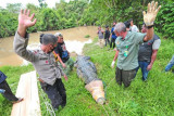 Petugas Balai Konservasi Sumber Daya Alam (BKSDA) Jambi, bersama aparat kepolisian, TNI dan warga mengevakuasi seekor buaya muara (Crocodylus porosus) dari Penangkaran Buaya Kebon Sembilan, Muarojambi, Jambi, Sabtu (25/9/2021). BKSDA Jambi akan mengevakuasi seluruh buaya yang diperkirakan berjumlah antara 25-30 ekor dari penangkaran buaya milik swasta yang telah terbengkalai itu secara bertahap ke tempat penangkaran sementara di Kabupaten Batanghari. ANTARA FOTO/Wahdi Septiawan/aww.