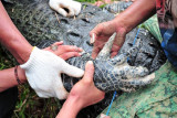 Petugas Balai Konservasi Sumber Daya Alam (BKSDA) Jambi, bersama aparat kepolisian, TNI dan warga mengevakuasi seekor buaya muara (Crocodylus porosus) dari Penangkaran Buaya Kebon Sembilan, Muarojambi, Jambi, Sabtu (25/9/2021). BKSDA Jambi akan mengevakuasi seluruh buaya yang diperkirakan berjumlah antara 25-30 ekor dari penangkaran buaya milik swasta yang telah terbengkalai itu secara bertahap ke tempat penangkaran sementara di Kabupaten Batanghari. ANTARA FOTO/Wahdi Septiawan/aww.