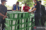 PT Borneo Titian ekspor 15,5 ton kratom ke Belanda