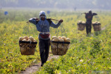 Petani mengangkut melon saat panen di areal persawahan kawasan Sawotratap, Sidoarjo, Jawa Timur, Selasa (28/9/2021). Petani setempat mengalami kerugian akibat dari musim kemarau diselangi hujan menyebabkan kualitas buah melon hasil panen menurun. Antara Jatim/Umarul Faruq/zk.