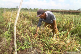 Petani Ahmad (48 tahun) merawat tanaman jahe yang ditanamnya di lahan gambut di Desa Kalibandung, Kecamatan Sungai Raya, Kabupaten Kubu Raya, Kalimantan Barat, Senin (25/7/2021). Petani setempat menanam jahe (Zingiber officinale) di atas lahan gambut yang dibuka serta dibersihkan tanpa dibakar, serta menggunakan pupuk organik cair F1 Embio untuk mengurangi tingkat kemasaman gambut sehingga tidak lagi memanfaatkan abu hasil pembakaran. ANTARA FOTO/Jessica Helena WuysangANTARA FOTO/JESSICA HELENA WUYSANG (ANTARA FOTO/JESSICA HELENA WUYSANG)