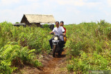 Ketua LPHD Kalibandung Usman berboncengan bersama Ketua Kelompok Usaha Perhutanan Sosial (KUPS) Kalibandung Hayat saat pulang dari tempat penanaman bibit untuk hutan lindung di Desa Kalibandung, Kecamatan Sungai Raya, Kabupaten Kubu Raya, Kalimantan Barat, Senin (25/7/2021). Lembaga Pengelola Hutan Desa (LPHD) Kalibandung bersama Pemdes setempat, Kelompok Usaha Perhutanan Sosial (KUPS) dan sejumlah NGO pendamping seperti WWF dan YNKI bersinergi dalam menjaga keanekaragaman hayati di Lanskap Kubu karena memerlukan perhatian ekstra bagi segenap elemen terkait. ANTARA KALBAR Jessica Wuysang