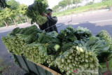 Petani Enggan Jual Sawi Ke Pasar Grosir