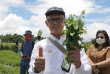 Kementan mendorong perbenihan modern tanaman Stevia di Minahasa-Sulut