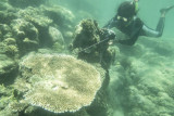 Freediver mengambil foto suasana bawah air di kawasan Pantai Sujung, Ranai, Natuna, Kepulauan Riau, Rabu (29/9/2021). Pulau Natuna selain sebagai kawasan wisata alam geopark, juga menjadi salah satu destinasi wisata bawah air bagi para pecinta snorkling atau freediving. ANTARA FOTO/Muhammad Adimaja/nym.