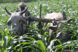 Pekerja membajak lahan jagung menggunakan tenaga sapi di Desa Bulupasar, Kediri, Jawa Timur, Rabu (29/9/2021). Bajak sawah bertenaga sapi menjadi pilihan petani karena tidak memungkinkan menggunakan traktor untuk menggemburkan tanah di sela-sela tanaman jagung. Antara Jatim/Prasetia Fauzani/zk.