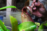 Fatkhul Roin memberi pakan pada bunga tanaman kantong semar (Nepenthes) yang dibudidayakan di Desa Kepel, Kare, Kabupaten Madiun, Jawa Timur, Rabu (29/9/2021). Roin membudidayakan tanaman karnivora tersebut sejak 2019 dan saat ini jumlahnya telah mencapai ratusan tanaman terdiri dari 10 jenis. Antara Jatim/Siswowidodo/zk.