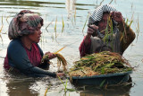 Petani memanen dini padi di sawah yang terendam banjir luapan Sungai Batanghari di Sarang Burung, Jambi Luar Kota, Muarojambi, Jambi, Rabu (29/9/2021). Sejumlah petani di daerah itu terpaksa memanen dini tanaman padi miliknya guna memperkecil dampak kegagalan panen akibat banjir luapan Sungai Batanghari yang terus meninggi dalam beberapa minggu terakhir. ANTARA FOTO/Wahdi Septiawan/foc.