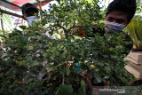 USAHA BONSAI BANGKIT DI TENGAH PANDEMI. Perajin merawat tanaman bonsai di Taman Ampera Garden Lhokseumawe, Aceh, Sabtu (2/10/2021). Usaha budidaya tanaman bonsai yang dijual antara Rp500 ribu hingga jutaan rupiah itu mulai bangkit di tengah pandemi dengan pemasaran secara daring. ANTARA FOTO/Rahmad