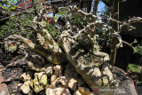 USAHA BONSAI BANGKIT DI TENGAH PANDEMI. Perajin merawat tanaman bonsai di Taman Ampera Garden Lhokseumawe, Aceh, Sabtu (2/10/2021). Usaha budidaya tanaman bonsai yang dijual antara Rp500 ribu hingga jutaan rupiah itu mulai bangkit di tengah pandemi dengan pemasaran secara daring. ANTARA FOTO/Rahmad