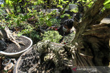 USAHA BONSAI BANGKIT DI TENGAH PANDEMI. Perajin merawat tanaman bonsai di Taman Ampera Garden Lhokseumawe, Aceh, Sabtu (2/10/2021). Usaha budidaya tanaman bonsai yang dijual antara Rp500 ribu hingga jutaan rupiah itu mulai bangkit di tengah pandemi dengan pemasaran secara daring. ANTARA FOTO/Rahmad