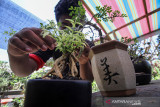 USAHA BONSAI BANGKIT DI TENGAH PANDEMI. Perajin merawat tanaman bonsai di Taman Ampera Garden Lhokseumawe, Aceh, Sabtu (2/10/2021). Usaha budidaya tanaman bonsai yang dijual antara Rp500 ribu hingga jutaan rupiah itu mulai bangkit di tengah pandemi dengan pemasaran secara daring. ANTARA FOTO/Rahmad