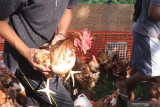 Peternak mengobral ayam layer yang masih produktif bertelur di pinggir jalan Kelurahan Ketami, Kota Kediri, Jawa Timur, Minggu (3/10/2021). Obral ayam layer seharga Rp100 ribu per 4 ekor tersebut guna menekan kerugian akibat rendanya harga jual telur yang tidak sebanding dengan tingginya biaya produksi. Antara Jatim/Prasetia Fauzani/zk.