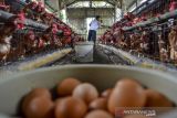 Pekerja memberi pakan pada ayam petelur di Kawalu, Kota Tasikmalaya, Jawa Barat, Senin (4/10/2021). Pemerintah berusaha menjaga stabilitas harga telur ayam untuk membantu penyerapan telur dengan menetapkan harga pembelian pemerintah (HPP) di sentra produksi peternak yang akan didistribusikan dari wilayah para produsen ke konsumen, khususnya wilayah yang memiliki permintaan telur cukup tinggi. ANTARA FOTO/Adeng Bustomi/agr