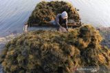 Petani memanen rumput laut jenis Glacilaria sp di Desa Pabean udik, Indramayu, Jawa Barat, Selasa (5/10/2021). Kementerian Perindustrian terus mendorong peningkatan produktivitas dan daya saing industri pengolahan rumput laut dalam upaya peningkatan nilai tambah komoditas rumput laut melalui hilirisasi industri guna meningkatkan kesejahteraan masyarakat pesisir. ANTARA FOTO/Dedhez Anggara/agr