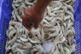 KKP buka akses pembiayaan KUR untuk menggenjot ekspor udang