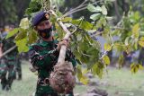 Prajurit TNI Angkatan Laut membawa pohon Tabebuya untuk ditanam di lapangan Ambalat Koarmada II, Surabaya, Jawa Timur, Rabu (6/10/2021). Penanaman 200 pohon Tabebuya di kawasan tersebut merupakan rangkaian peringatan HUT ke-76 TNI. Antara Jatim/Didik Suhartono/zk.