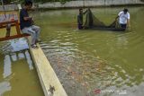 Pembudidaya memanen ikan koi di Desa Sindangrasa, Kabupaten Ciamis, Jawa Barat, Rabu (6/10/2021). Selama masa pandemi COVID-19, penjualan ikan koi yang dipasarkan ke berbagai daerah di Jabar mengalami peningkatan, omset para pembudidaya mencapai Rp10 juta per bulan dengan harga jual per ekor dibanderol Rp15 ribu hingga Rp25 ribu sesuai ukuran dan motif. ANTARA FOTO/Adeng Bustomi/agr