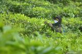 Pekerja memetik daun teh di Kebun Gunung Gambir PTPN XII, Sumberbaru, Jember, Jawa Timur, Selasa (5/10/2021). Kebun teh tersebut merupakan kebun tertua karena terbentuk sejak tahun 1918 dan satu-satunya di Jember yang kini memproduksi teh mencapai lebih dari 200 ton per tahun. Antara Jatim/Seno/zk.