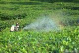 Pekerja memupuk daun teh di Kebun Gunung Gambir PTPN XII, Sumberbaru, Jember, Jawa Timur, Selasa (5/10/2021). Kebun teh tersebut merupakan kebun tertua karena terbentuk sejak tahun 1918 dan satu-satunya di Jember yang kini memproduksi teh mencapai lebih dari 200 ton per tahun. Antara Jatim/Seno/zk.