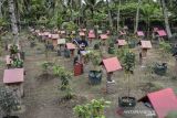 Pembudidaya memeriksa sarang madu teuweul atau trigona di Kampung Kedungguluh, Kecamatan Padaherang, Kabupaten Pangandaran, Jawa Barat, Kamis (7/10/2021). Kelompok Banyu Metu membudidayakan 1.200 koloni teuweul sebagai upaya membangkitkan perekonomian warga sekitar dan menjaga kelestarian alam dengan produksi 0,5 kilogram per koloni yang dibandrol Rp300 ribu per kilogram. ANTARA FOTO/Adeng Bustomi/agr