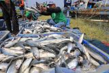 Petambak mengumpulkan ikan bandeng hasil panen di Karangsong, Indramayu, Jawa Barat, Kamis (7/10/2021). Petambak mengaku, harga jual ikan bandeng di daerah tersebut mengalami peningkatan dari Rp12 ribu per kilogram menjadi Rp16 ribu per kilogram. ANTARA FOTO/Dedhez Anggara/agr