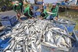 Petambak mengumpulkan ikan bandeng hasil panen di Karangsong, Indramayu, Jawa Barat, Kamis (7/10/2021). Petambak mengaku, harga jual ikan bandeng di daerah tersebut mengalami peningkatan dari Rp12 ribu per kilogram menjadi Rp16 ribu per kilogram. ANTARA FOTO/Dedhez Anggara/agr