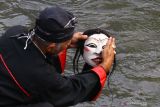 Seniman yang tergabung dalam kelompok kesenian Manunggal Jaya melakukan ritual penyucian topeng barong dan jaranan di sungai Brantas saat Festival Gugur Gunung di kampung Kesatrian, Malang, Jawa Timur, Jumat (8/10/2021). Kegiatan budaya virtual tersebut digelar guna mempromosikan wisata kampung tematik sebelum dibuka kembali untuk umum. Antara Jatim/Ari Bowo Sucipto/zk.