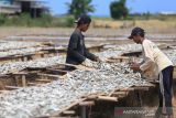 Pekerja menjemur ikan asin di desa Lombang, Juntinyuat, Indramayu, Jawa Barat, Jumat (8/10/2021). Menurut pengusaha perikanan, produksi ikan asin jenis tanjan saat ini mengalami peningkatan hingga 60 persen sejak pasokan ikan dari nelayan mulai melimpah. ANTARA FOTO/Dedhez Anggara/agr