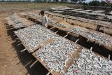 Pekerja menjemur ikan asin di desa Lombang, Juntinyuat, Indramayu, Jawa Barat, Jumat (8/10/2021). Menurut pengusaha perikanan, produksi ikan asin jenis tanjan saat ini mengalami peningkatan hingga 60 persen sejak pasokan ikan dari nelayan mulai melimpah. ANTARA FOTO/Dedhez Anggara/agr