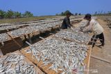 Pekerja menjemur ikan asin di desa Lombang, Juntinyuat, Indramayu, Jawa Barat, Jumat (8/10/2021). Menurut pengusaha perikanan, produksi ikan asin jenis tanjan saat ini mengalami peningkatan hingga 60 persen sejak pasokan ikan dari nelayan mulai melimpah. ANTARA FOTO/Dedhez Anggara/agr