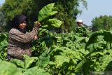 Petani memanen daun tembakau di Desa Ngale, Pilangkenceng, Kabupaten Madiun, Jawa Timur, Sabtu (9/10/2021). Menurut petani setempat harga tembakau kering di tingkat petani saat ini Rp29 ribu hingga Rp30 ribu per kilogram, lebih tinggi dibanding musim panen tahun lalu Rp24 ribu hingga Rp25 ribu per kilogram. Antara Jatim/Siswowidodo/zk.