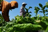 Petani memanen daun tembakau di Desa Ngale, Pilangkenceng, Kabupaten Madiun, Jawa Timur, Sabtu (9/10/2021). Menurut petani setempat harga tembakau kering di tingkat petani saat ini Rp29 ribu hingga Rp30 ribu per kilogram, lebih tinggi dibanding musim panen tahun lalu Rp24 ribu hingga Rp25 ribu per kilogram. Antara Jatim/Siswowidodo/zk.