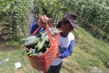 Petani memanen gambas sendiri tanpa mempekerjakan buruh petik untuk menghemat pengeluaran di area persawahan Desa Paron, Kediri, Jawa Timur, Senin (11/10/2021). Harga jual gambas tingkat petani di daerah tersebut dua pekan terakhir terus menurun dari sebelumnya Rp3.000 menjadi hanya Rp1.200 per kilogram sehingga petani merugi karena tidak sebanding dengan biaya perawatan. Antara Jatim/Prasetia Fauzani/zk.